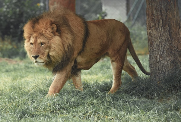 Lions on the Kenyan savannah