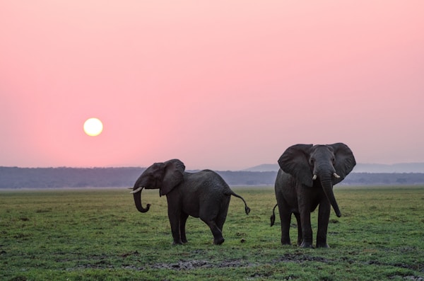 Safari moment on Instagram